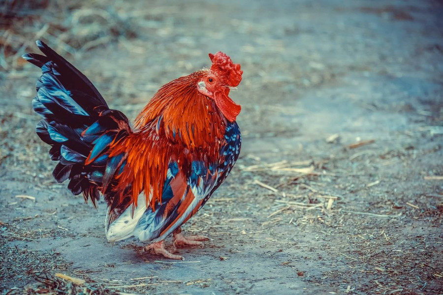 Romantyczne nazwy farm o wyjątkowym klimacie i atmosferze